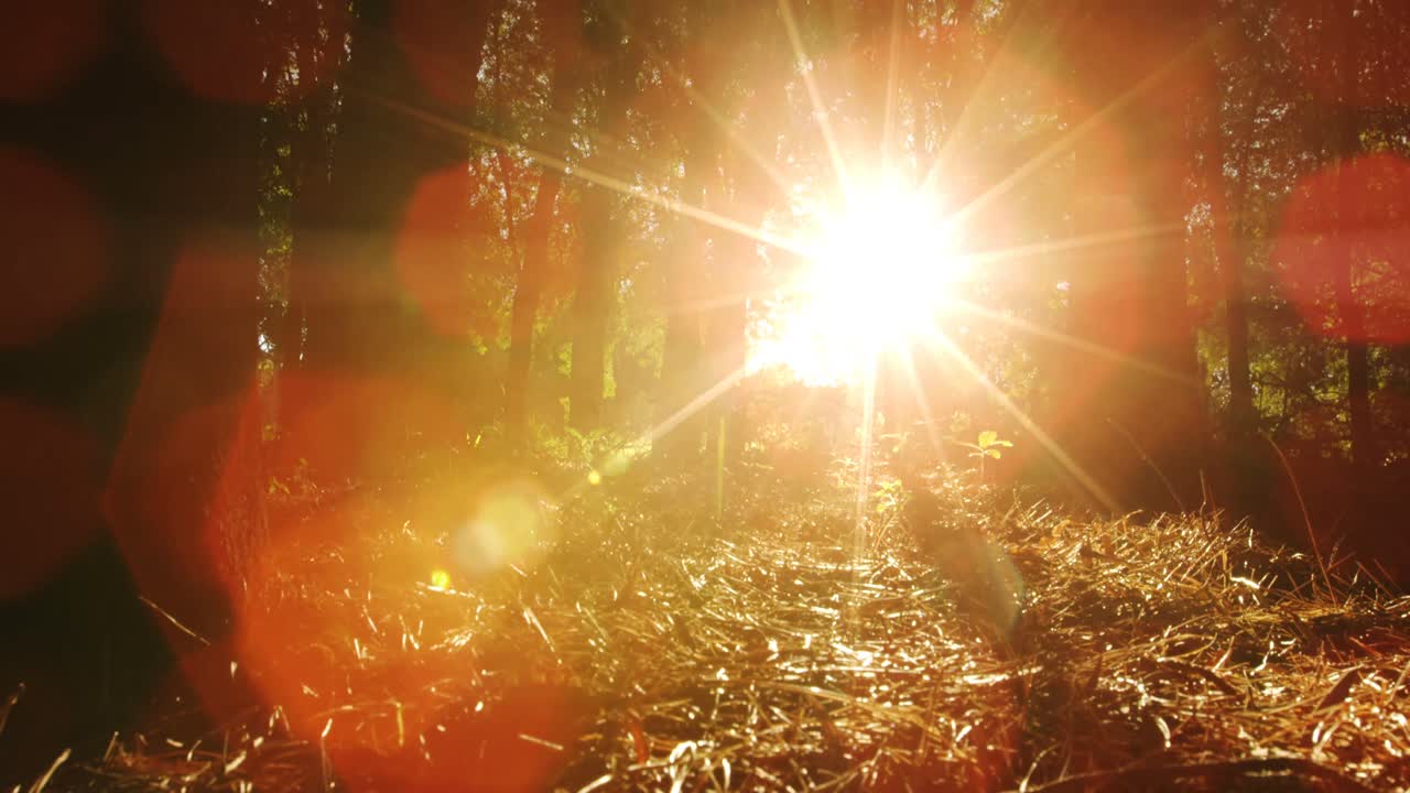 горный велосипедист едет в лесу.