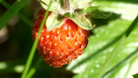 Delicious-wild-woodland-strawberry-on-sunny-day-in-close-up-view