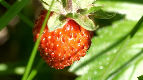 delicious wild woodland strawberry on sunny day in close up view