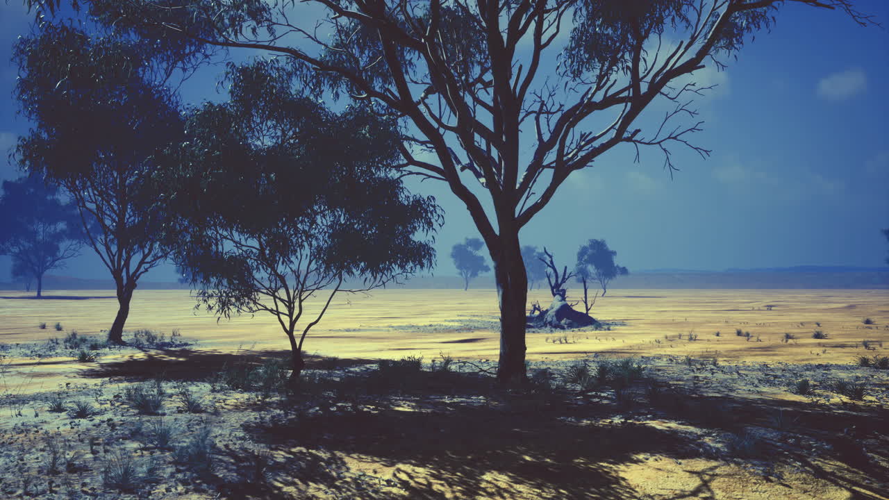 Australian outback landscape showing drought and unique flora