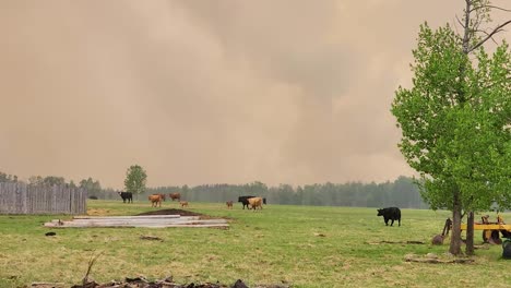 Ganado-De-Granja-Huyendo-De-Incendios-Forestales,-Smog-De-Humo-En-La-Contaminación-Del-Aire,-Animales-En-Peligro-De-Extinción-Por-Las-Llamas,-Tierra-Seca,-Cambio-Climático,-Cambios-De-Temperatura,-Vacas-Terneros-Toros-Huyen-Del-Prado