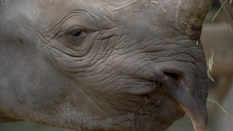 close-up of the eye of a black rhinoceros