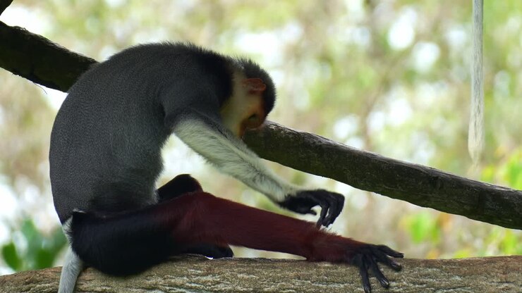 Un langur douc dalle gambe rosse si riposa all'ombra, primo piano