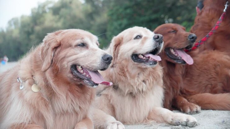 Groep Golden retriever honden zit op het zand en rust op het strand in de ochtend