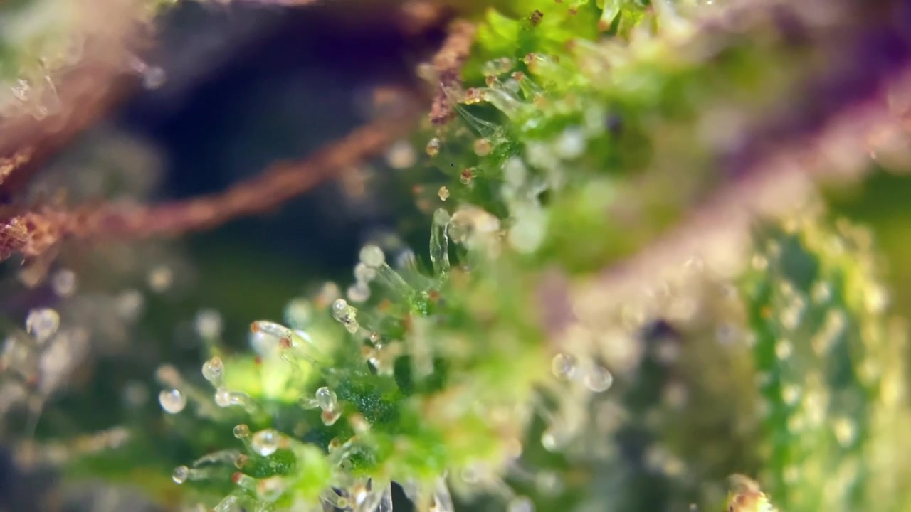 Cannabis mozzafiato pronta per il raccolto, tricomi al microscopio che mostrano ghiandole di resina che producono cannabinoidi attivi come THC e CBD.