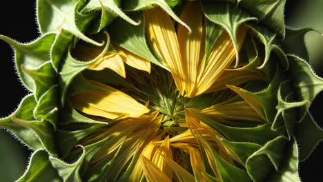 close-up of an unfurling sunflower bud