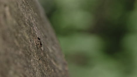 a flying ant hanging out on a log