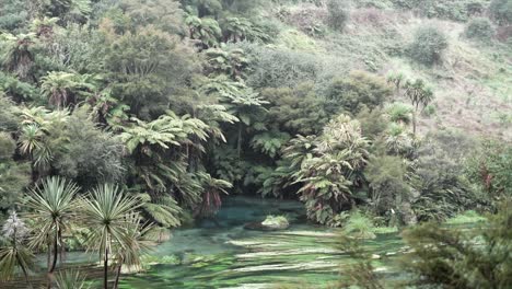 scenic river landscape with lush green vegetation