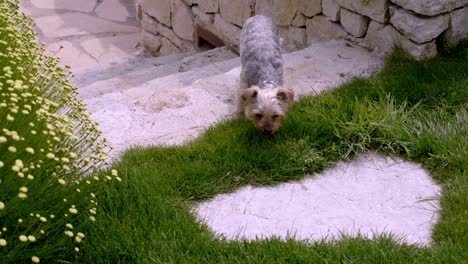 Small-dog-with-a-pearl-necklace-is-lurking-around-in-a-park