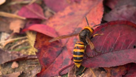 asian giant hornet crawling on red fallen leaves and fly away