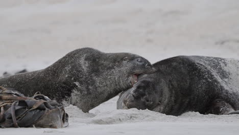 Primer-Plano-De-Una-Foca-Peletera-De-Nueva-Zelanda-Luchando-En-La-Playa-De-Arena-En-La-Bahía-De-Sandfly,-Dunedin,-Nueva-Zelanda