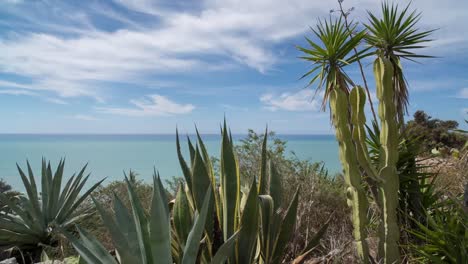 Cactus Turchi 00