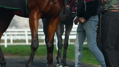 very strong legs of a racing horse