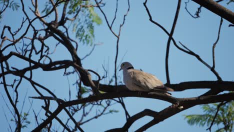 A dove perched on a tree branch against a blue sky
