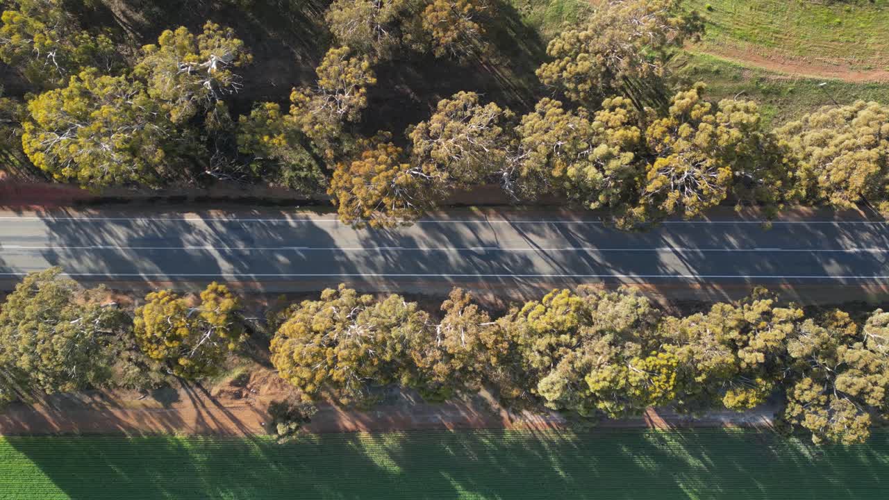camino rural desierto entre filas de árboles