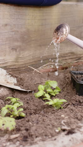 Vertical video of watering can gardening with copy space, slow motion