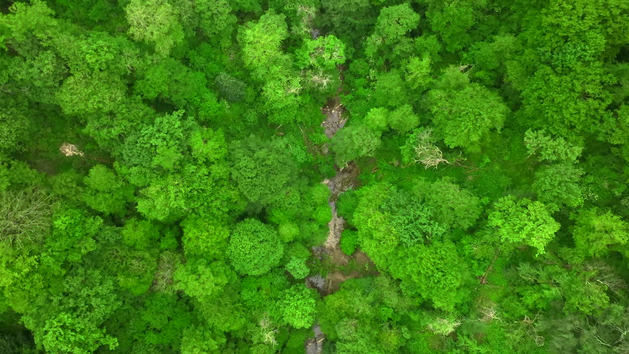 Filmato aereo dall'alto di un drone di una lussureggiante foresta verde con un ruscello che taglia attraverso una fitta chioma di alberi, paesaggio naturale, natura selvaggia incontaminata, sfondo naturale estivo, ambiente calmo e tranquillo