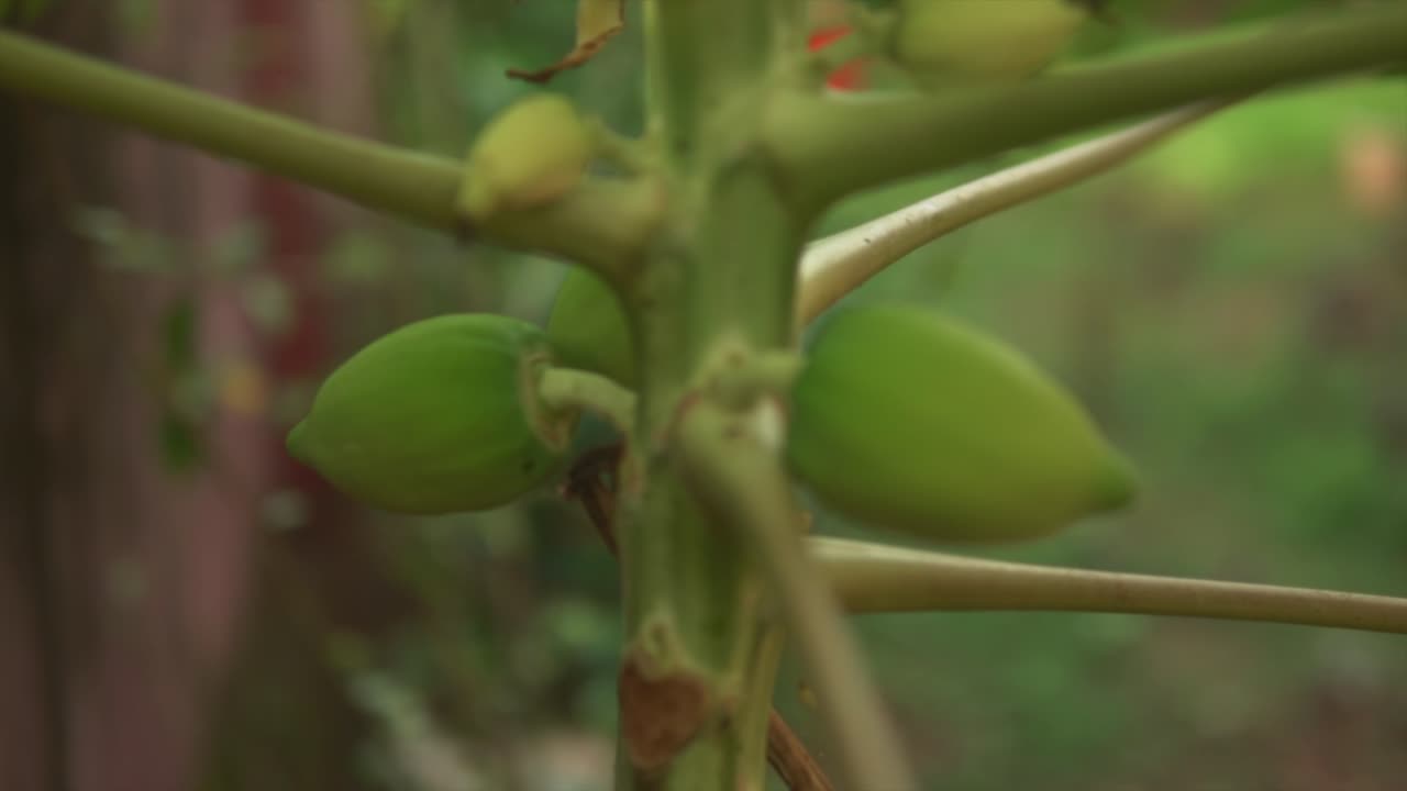 árbol de papaya con hojas verdes, frutas pequeñas y flores sobre un fondo verde borroso