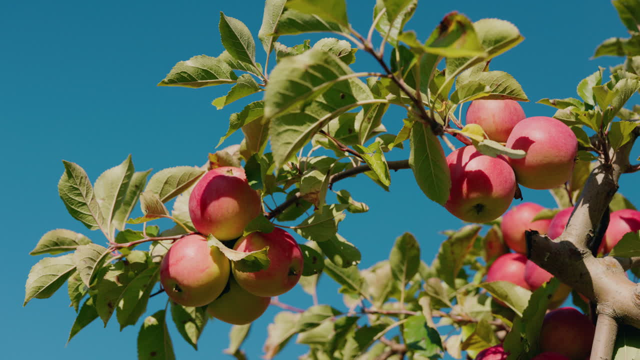 Apples on a tree branch against a blue sky