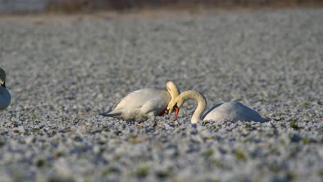 mute swans grazing on a field in poland