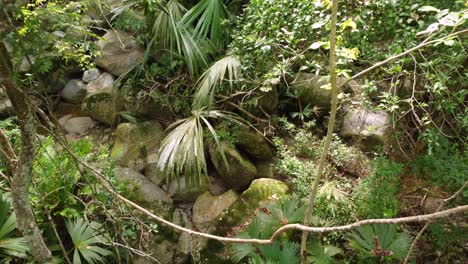 Densa-Selva-Verde-Vegetación-Selva-Lento-Fpv-Naturaleza-Santa-Marta-Colombia