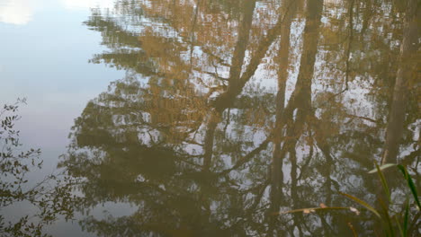 reflejo en el lago - estanque de otoño - árboles y hojas de otoño