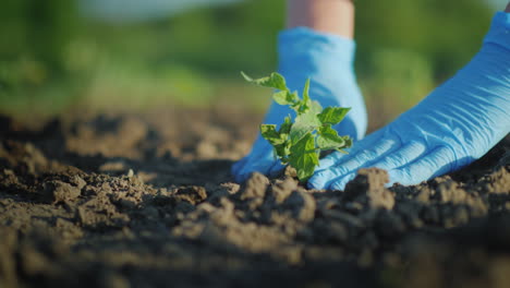 plantar plántulas de tomate en el suelo, las manos presionan suavemente el suelo alrededor del brote joven 4k vide
