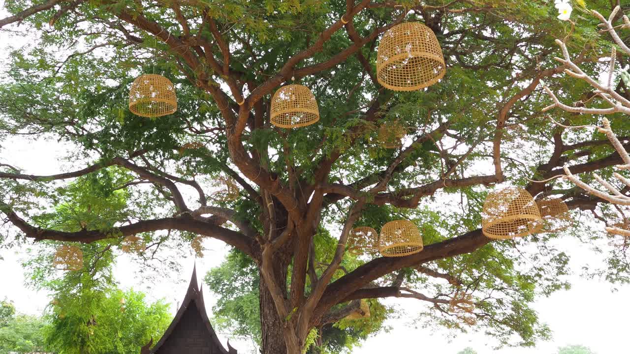 People stroll through a park with decorative trees