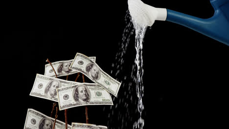 watering can pouring water on money plant