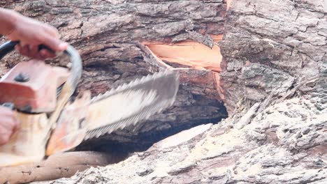 close up of chainsaw, man cuts a felled tree trunk. deforestation, forest cutting concept