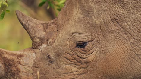 rhino closeup detail of horn and eye while grazing tall grasslands in masai mara north conservancy, african wildlife in maasai mara national reserve, kenya