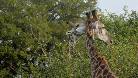 Giraffe-couple-eating-bush-leaves,-close-up-full-frame-slow-motion