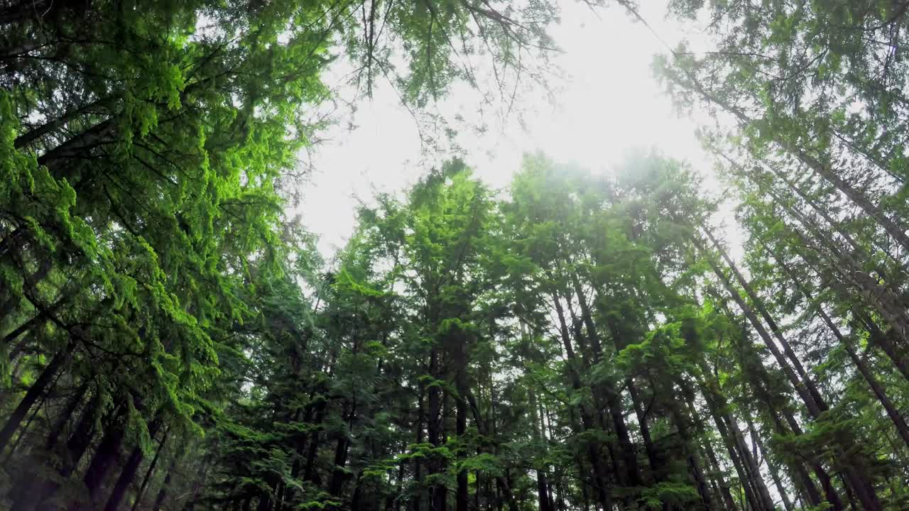 Mother carrying baby in carrier backpack standing in forest 4k