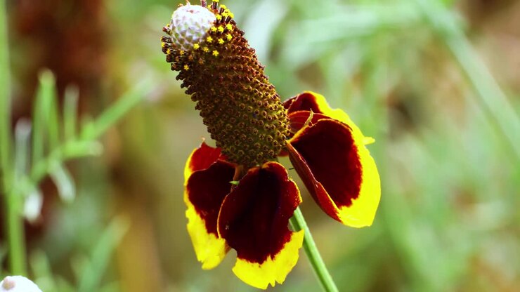 Video of a single Mexican Hat Flower(Ratibida columnifera) also known as a Prairie Cone Flower.
