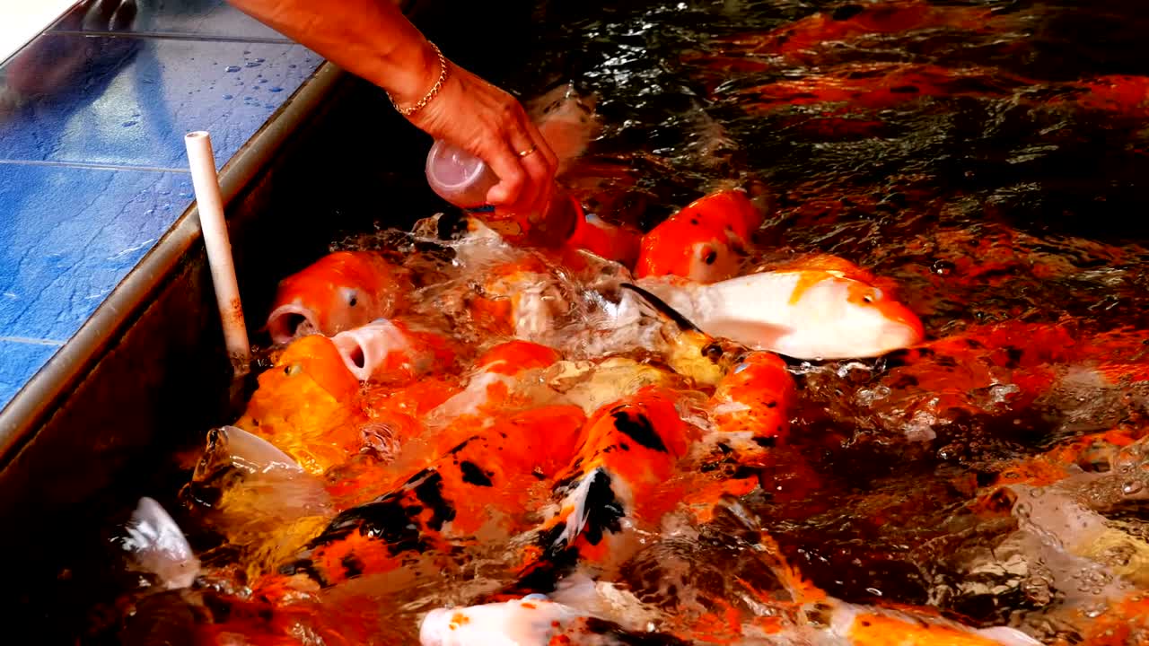 Biberonla Renkli Koi Balığı Besleme. Tayland