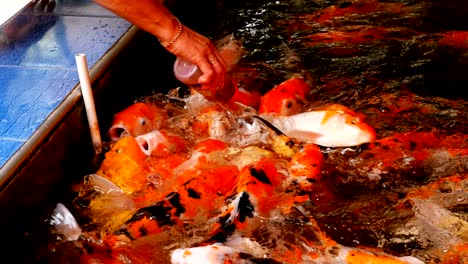 feeding colorful japanese red carp from a bottle with a pacifier. thailand