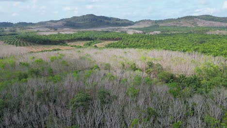 Árboles-De-Caucho-Cubiertos-De-Sombras-En-El-Sur-De-Tailandia