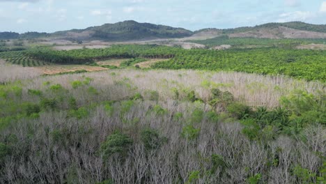 árboles de caucho cubiertos de sombra en el sur de tailandia