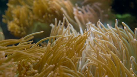 wild anemones with long tentacles moving underwater during global warming on earth