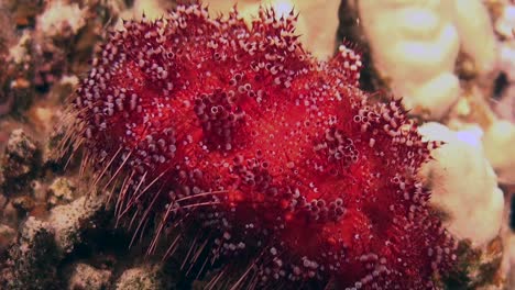 fire urchin close up on coral reef at night