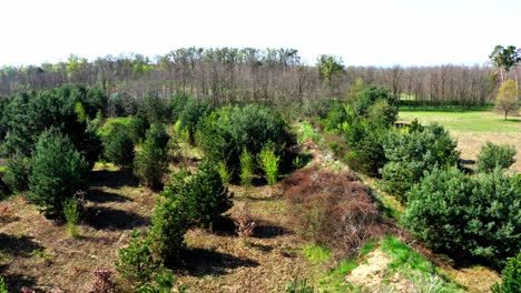 paisaje rural con bosques durante el verano en weinviertel, baja austria