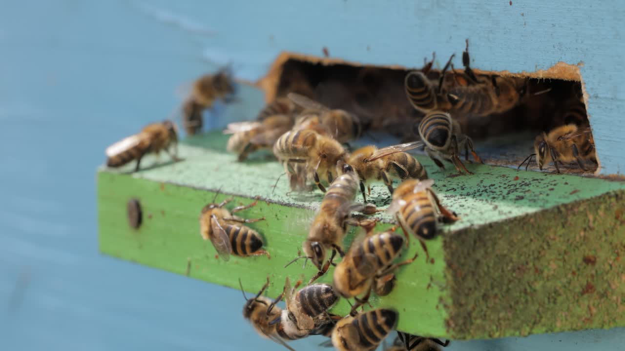Honey bees fly near a beehive. Bees are best known to humans for their ecological roles as pollinators. Honey bees flying into wooden beehives
