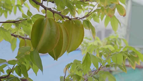 star fruit in the garden with with a background of green leaves that are quite lush and look a little blurry_4k24fps
