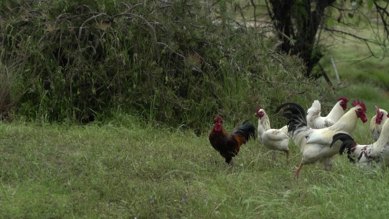 en la vida silvestre natural de granja abierta pollos y gallos en pastizales
