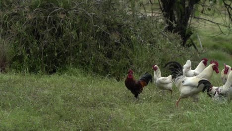 En-La-Vida-Silvestre-Natural-De-Granja-Abierta-Pollos-Y-Gallos-En-Pastizales