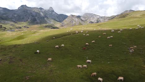 aerial view green valley nature spanish pyrenees mountains and cows