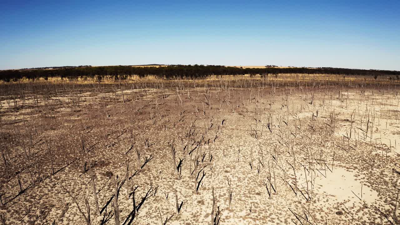Drone push shot at low altitude over a forest of dead trees on a dry salt lake in Western Australia