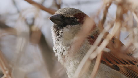 male house sparrow perched in bushes singing, bird on branch tweeting and flying away