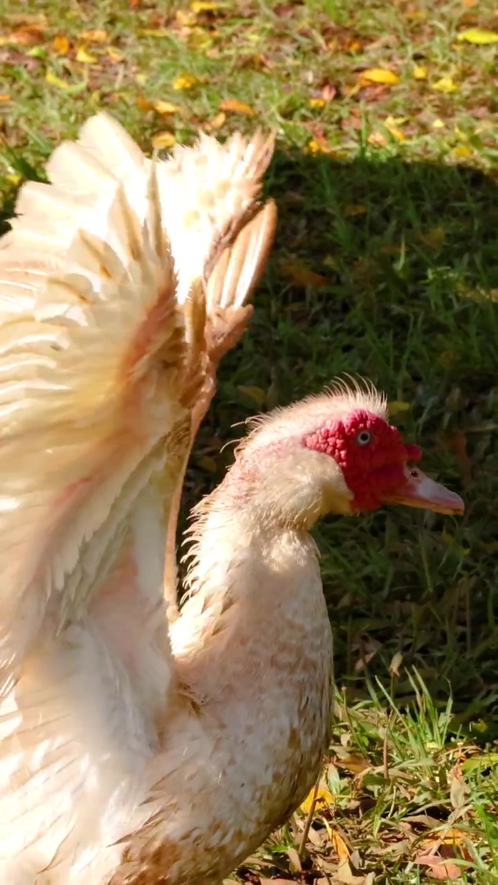 Eine Moschusente schlägt energisch mit den Flügeln auf einer sonnenbeschienenen Grasfläche und zeigt dabei ihr lebhaftes Gefieder und ihre dynamische Bewegung.