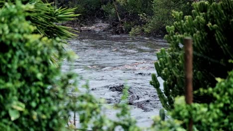 Río-Que-Fluye-Visto-A-Través-De-Plantas-Y-Arbustos-Verdes